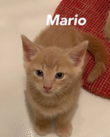 Mario