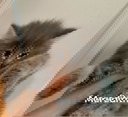 Meredith