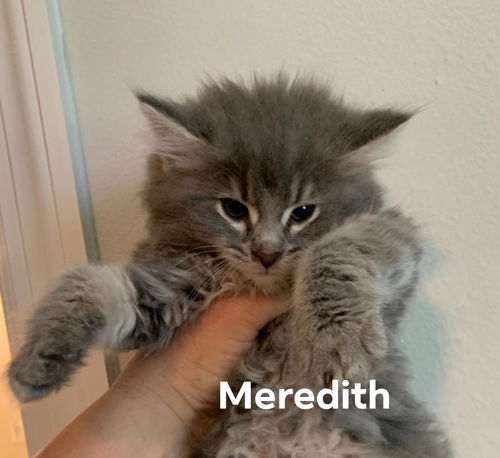 Meredith