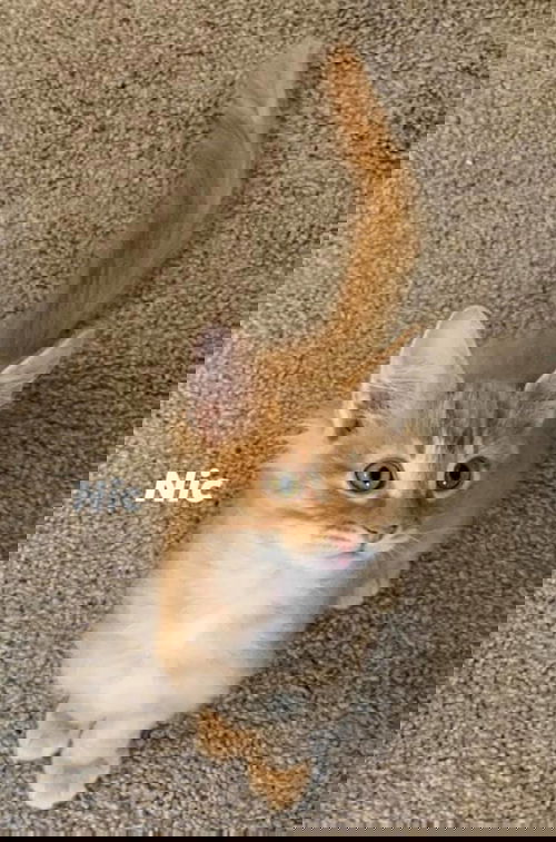 Nic