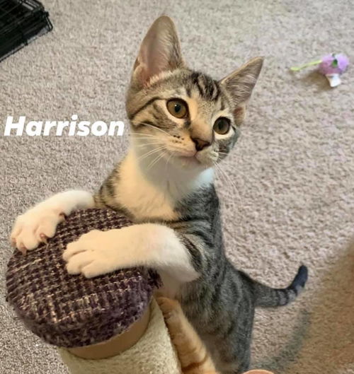 Harrison