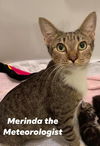 Merinda