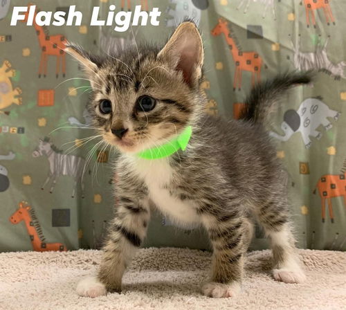 Flash Light