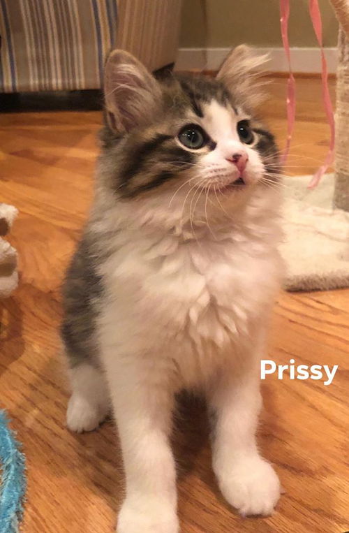 Prissy