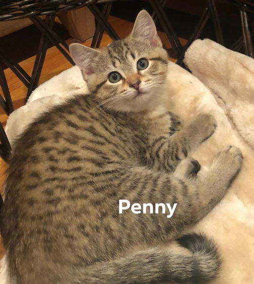 Penny