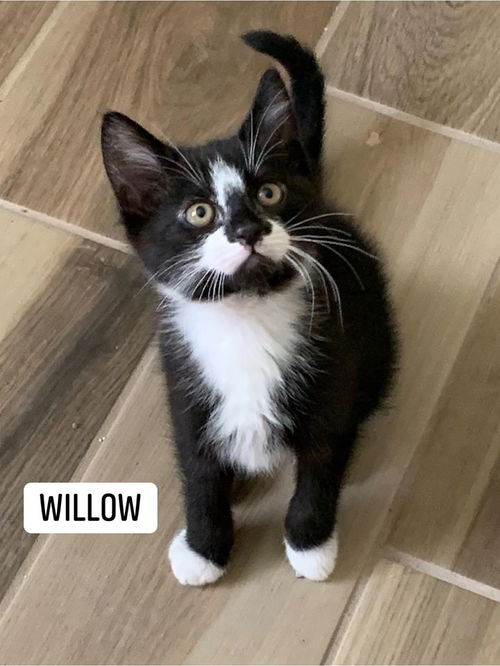 Willow