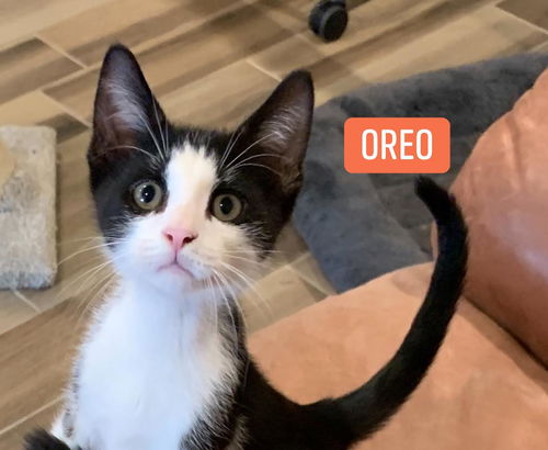 Oreo