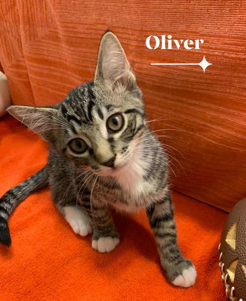 Oliver