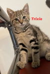 Trixie