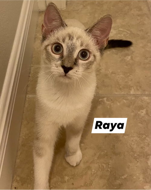 Raya