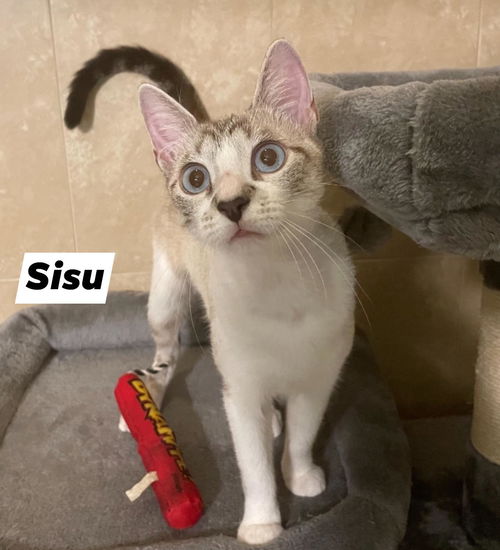 Sisu