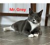 Mr. Grey