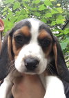 Molly