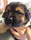 Dinozzo