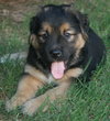 Dinozzo