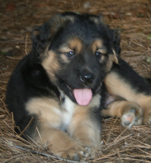 Dinozzo