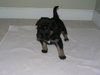 Toby