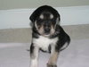 Quint/Scout