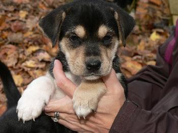 Quint/Scout