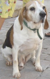 Buddy