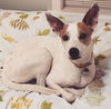 Henry - courtesy list