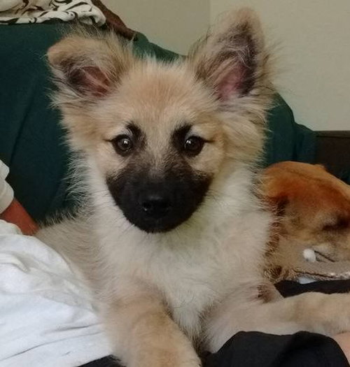 Lobito