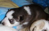 Hoshi