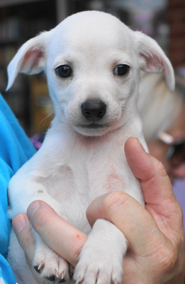 White jack hot sale russell terrier mix