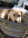 Barley