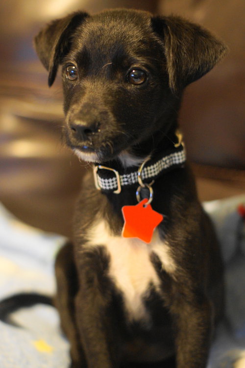 Milo