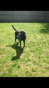 Scout-Courtesy Listing