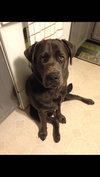 Scout-Courtesy Listing
