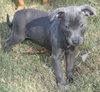 Nayla