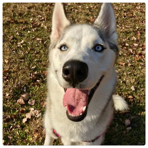 Nyla