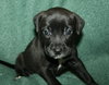 Lilly