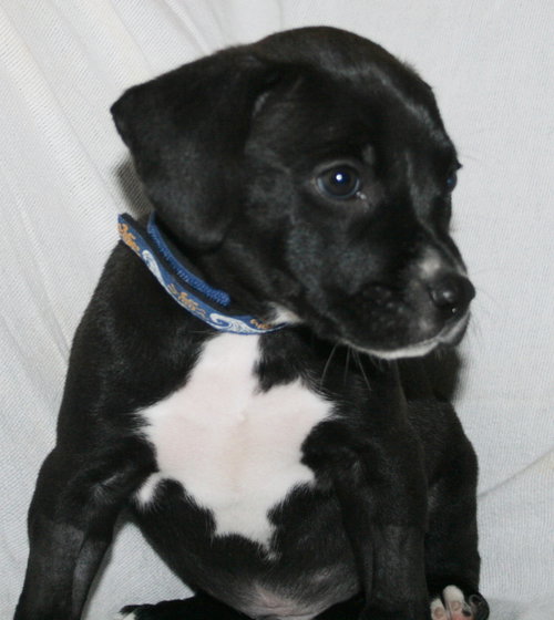 Axel