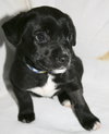 Little Man
