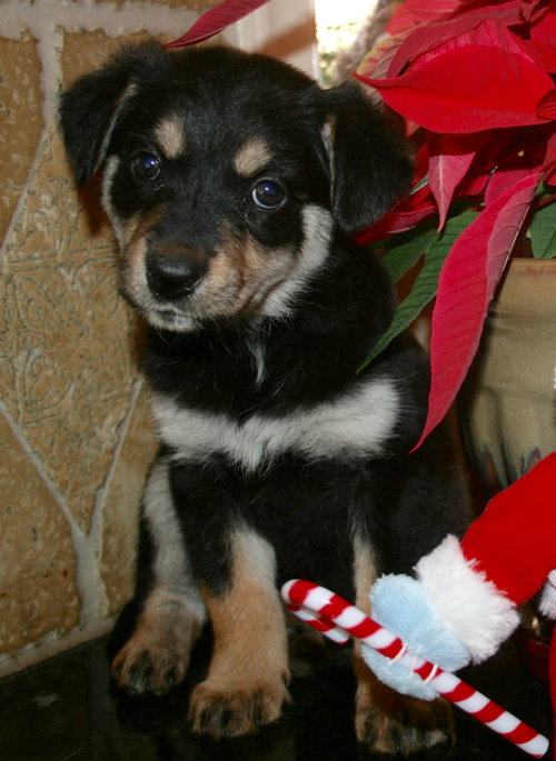 Pixie
