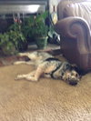 Watson