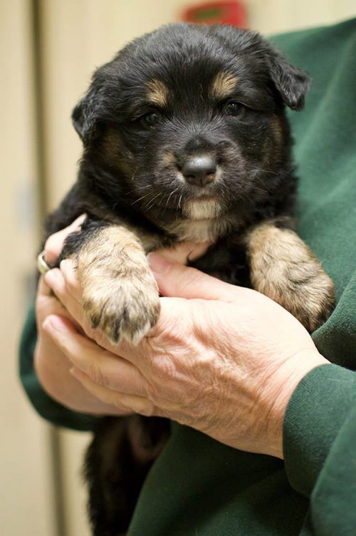 Koda