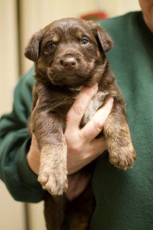 Snickerdoodle