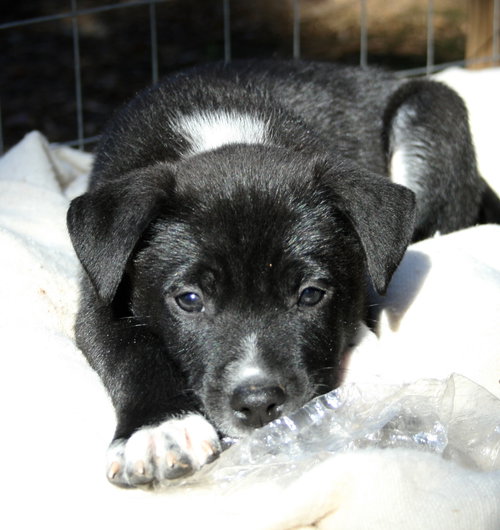 Oreo