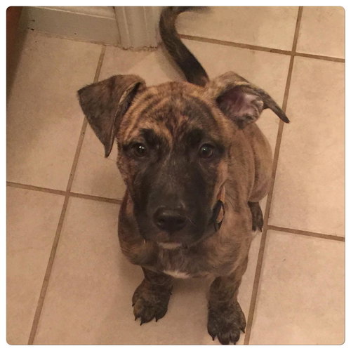 Piper