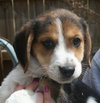 Maisy