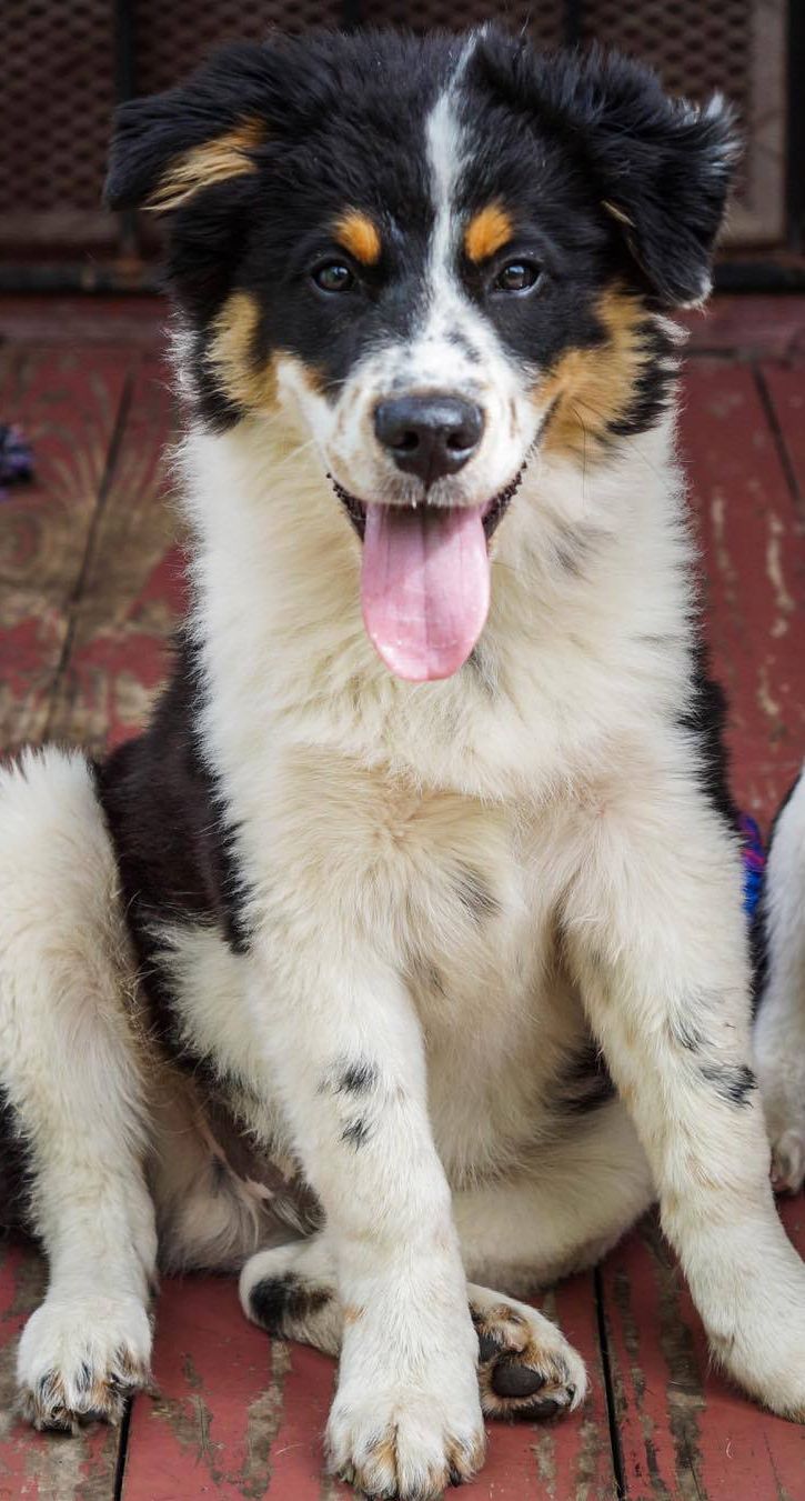 Australian shepherd great pyrenees mix sales for sale