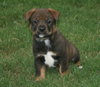 Rudder