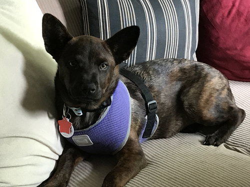 Hera