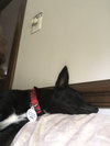 Ruby