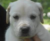 Murphy