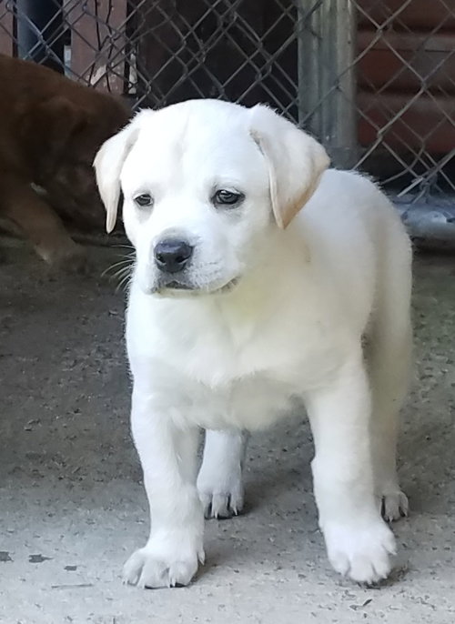Murphy